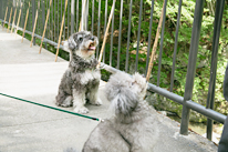 愛犬とテラスで