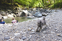 愛犬と川遊び